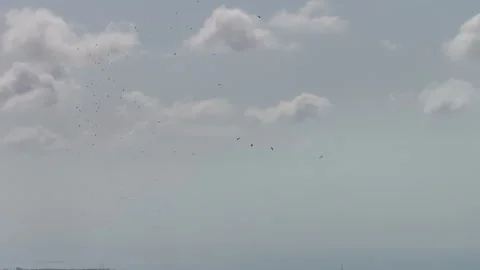 A flock of birds flying in the sky with scattered clouds Video stock 303208518