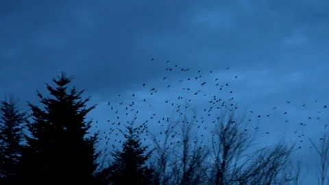 Flock of Birds Flying in the Sky with Trees in the Foreground 4K Slow Motion #2 Video stock 302919214