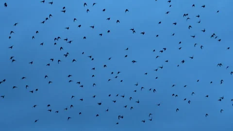 Flock of Birds Flying in the Sky with Trees in the Foreground 4K Slow Motion Video stock 302919989