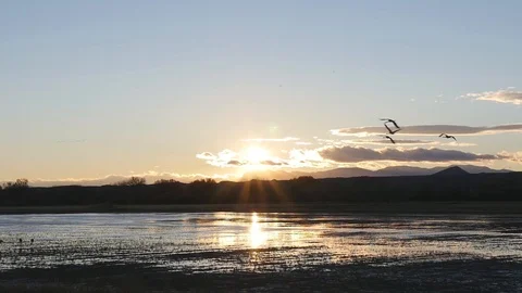 Flock of birds flying in slow motion at sunset Stock Footage 102293477