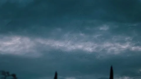 Flock of birds flying into storm clouds Stock Footage 140611885