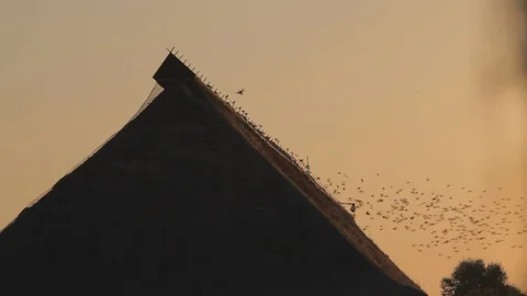 Flock of Birds Flying at Sunset 스톡 동영상 108773695