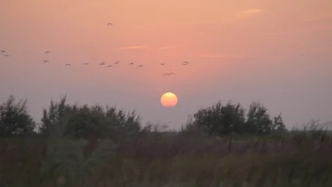 Flock of Birds Flying at Sunset 스톡 동영상 109619690