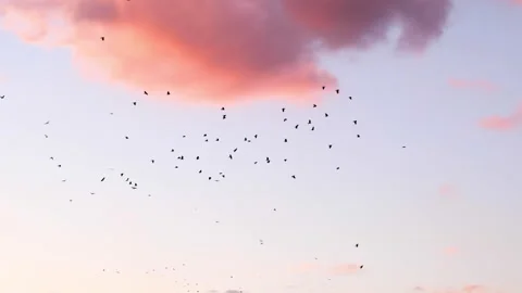A flock of birds flying at sunset. Stock Footage 262601062