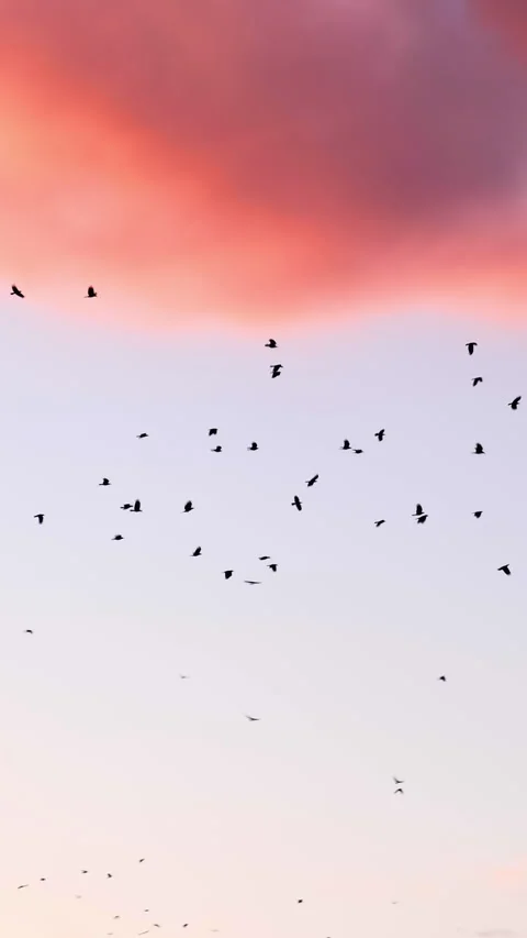 A flock of birds flying at sunset. Stock Footage 279725363