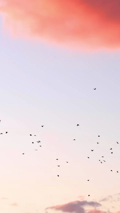 A flock of birds flying at sunset. Stock Footage 279725624