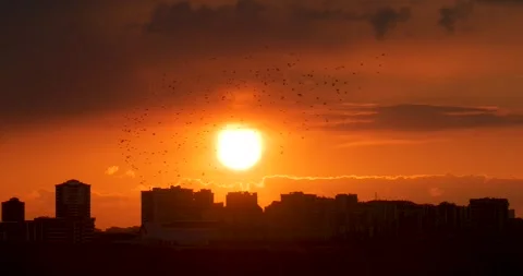Flock of Birds Flying at Sunset Stock Footage 332057578