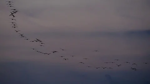 Flock of birds flying at sunset in Nicaragua Stock Footage 84897853