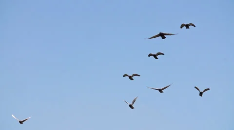 Flock Of Birds Flying In Super Slow Motion Stock Footage 33863773