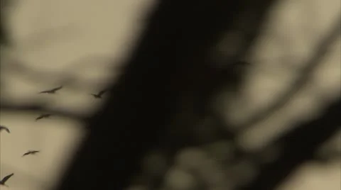 Flock of Birds Flying Through Branches Stock Footage 12761620