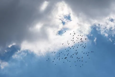 Flock of birds flying through dramatic cloudy sky Stock Photos