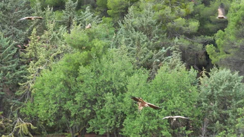 A flock of birds flying through a forest Stock Footage 278102306
