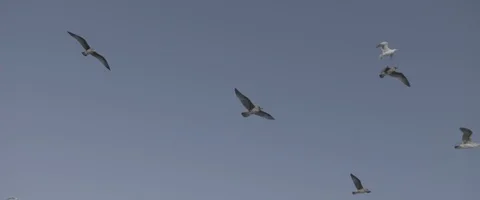 Flock Of Birds Flying Through A Sky Stock Footage 120206685