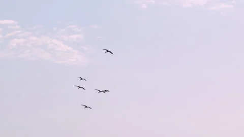 Flock of birds flying through a sunset sky in slow motion Stock Footage 273121020