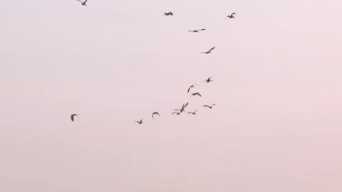 Flock of birds flying through a sunset sky in slow motion 2 Stock Footage 273121031