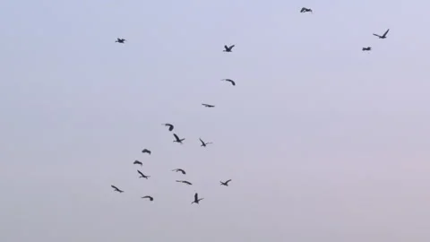 Flock of birds flying through a sunset sky in slow motion Stock Footage 273121040