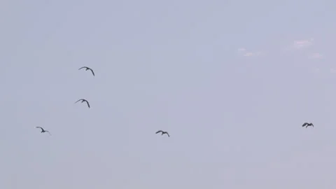 Flock of birds flying through a sunset sky in slow motion Stock Footage 273121042