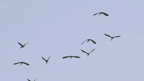 Flock of birds flying through a sunset sky in slow motion Stock Footage 273121055