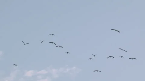 Flock of birds flying through a sunset sky in slow motion Stock Footage 273121073
