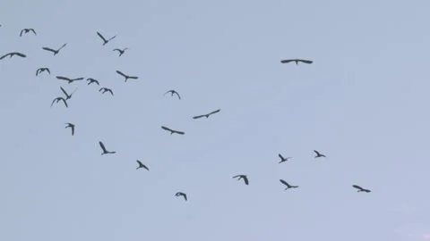 Flock of birds flying through a sunset sky in slow motion Stock Footage 273121074