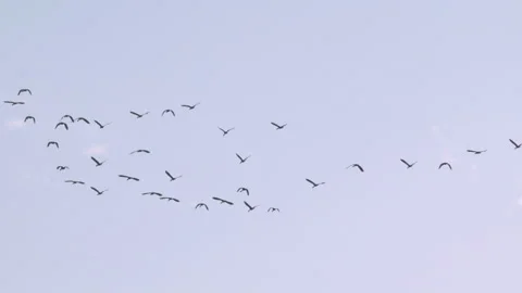 Flock of birds flying through a sunset sky in slow motion Stock Footage 273121078