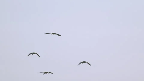 Flock of birds flying through a sunset sky in slow motion Vidéo 273121079