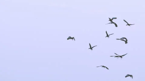 Flock of birds flying through a sunset sky in slow motion Stock Footage 273121095
