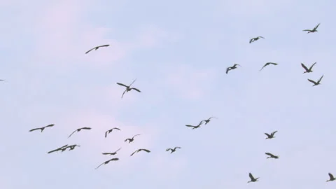 Flock of birds flying through a sunset sky in slow motion Stock Footage 273121110