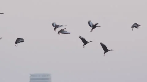 Flock of birds flying through a sunset sky in slow motion Video stock 273121112