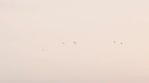 Flock of birds flying through a sunset sky in slow motion Stock Footage 274177119