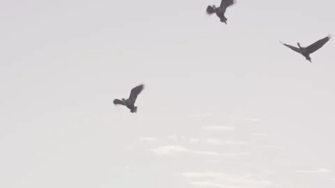 Flock of birds flying through a sunset sky in slow motion Vidéo 274177121