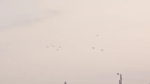 Flock of birds flying through a sunset sky in slow motion Video stock 274177127