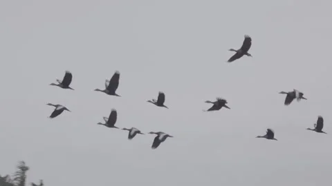 Flock of birds flying through a sunset sky in slow motion Stock Footage 274177131