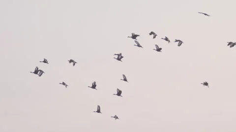 Flock of birds flying through a sunset sky in slow motion Stock Footage 274177134