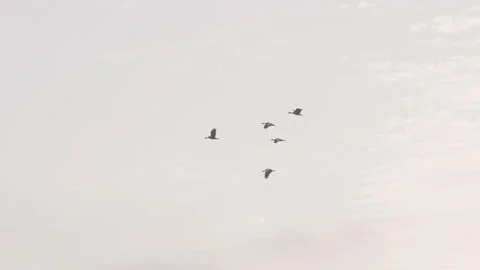 Flock of birds flying through a sunset sky in slow motion Stock Footage 274177138