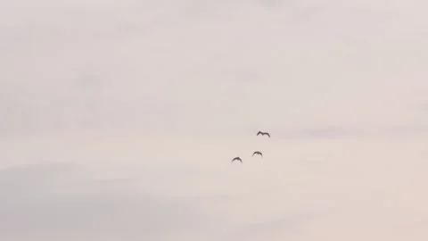Flock of birds flying through a sunset sky in slow motion Stock Footage 274177145