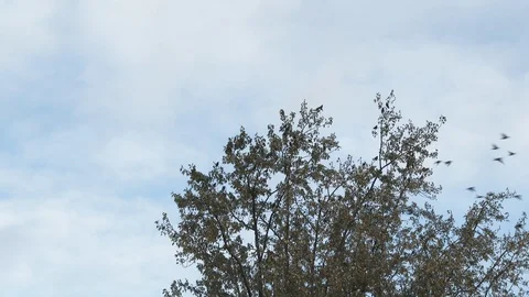 Flock Of Birds Flying From Tree Stock Footage 98013047