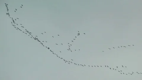 Flock of birds flying in v-formation against cloudy Stock Footage 83183447