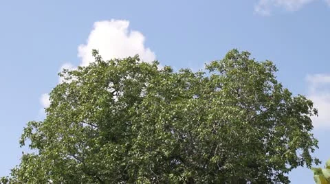 A flock of birds flying from a walnut tree Video stock 12061912