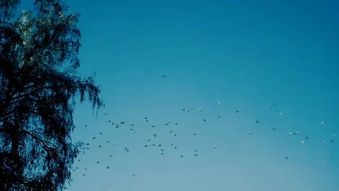 Flock of birds flying in winter forest Stock Footage 84273323