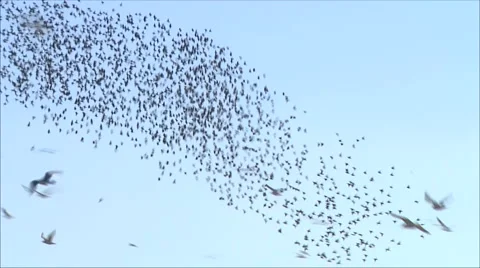 Flock of birds Stock-Footage 1087832