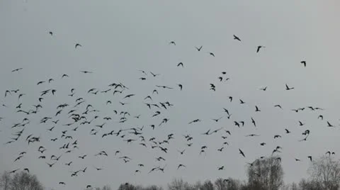 A flock of birds Stock Footage 10595390