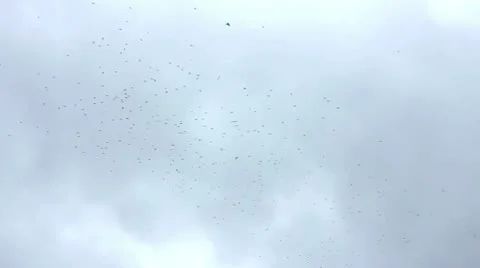 Flock of birds Stock Footage 10792301