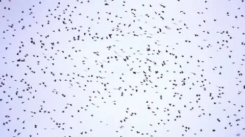 Flock of birds Stock Footage 10792306