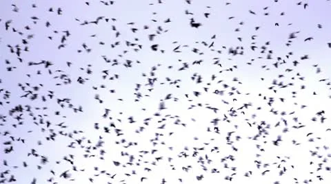 Flock of birds Stock Footage 10792317