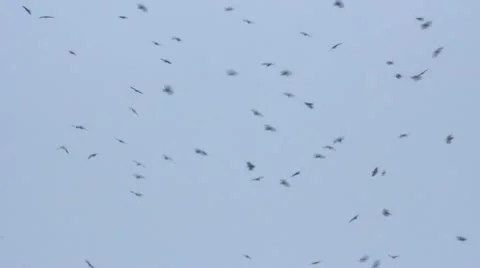 Flock of birds Stock Footage 10804465
