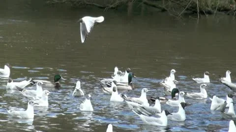 Flock of Birds Stock Footage
