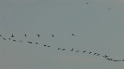 Flock of birds Stock Footage 11098981