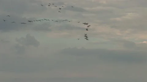 Flock of birds Stock Footage 11098990