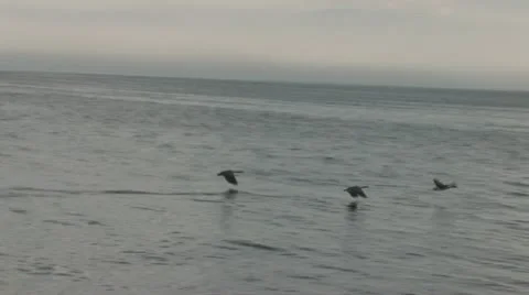 Flock of birds Stock Footage 11099051